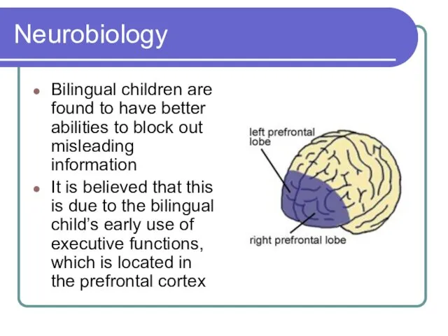 Neurobiology Bilingual children are found to have better abilities to block