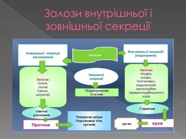 Залози внутрішньої і зовнішньої секреції