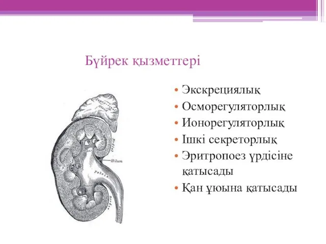 Бүйрек қызметтері Экскрециялық Осморегуляторлық Ионорегуляторлық Ішкі секреторлық Эритропоез үрдісіне қатысады Қан ұюына қатысады