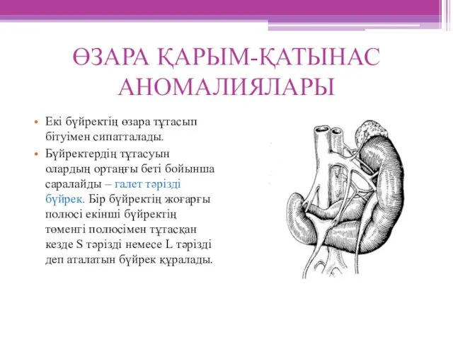 ӨЗАРА ҚАРЫМ-ҚАТЫНАС АНОМАЛИЯЛАРЫ Екі бүйректің өзара тұтасып бітуімен сипатталады. Бүйректердің тұтасуын