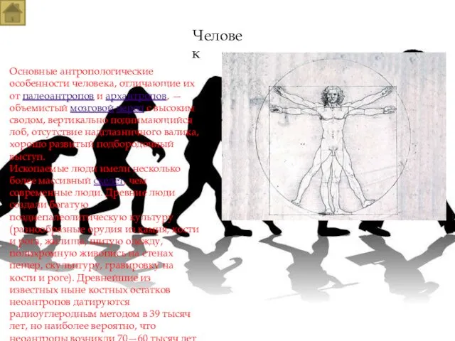 Человек Основные антропологические особенности человека, отличающие их от палеоантропов и архантропов,