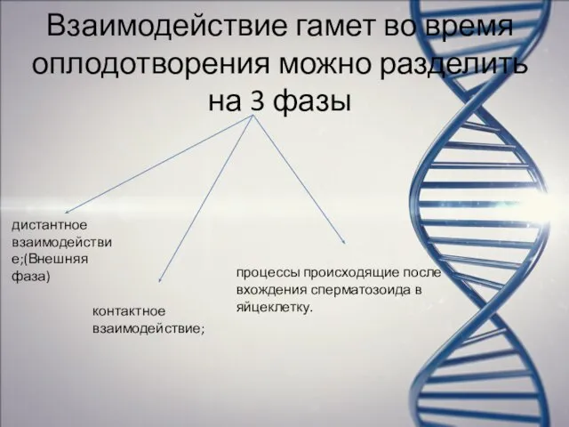 Взаимодействие гамет во время оплодотворения можно разделить на 3 фазы дистантное