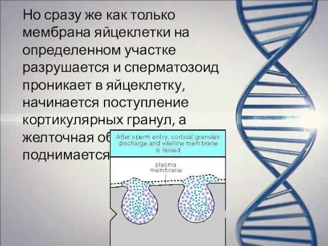 Но сразу же как только мембрана яйцеклетки на определенном участке разрушается