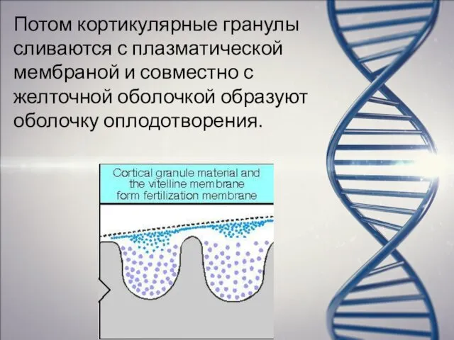 Потом кортикулярные гранулы сливаются с плазматической мембраной и совместно с желточной оболочкой образуют оболочку оплодотворения.