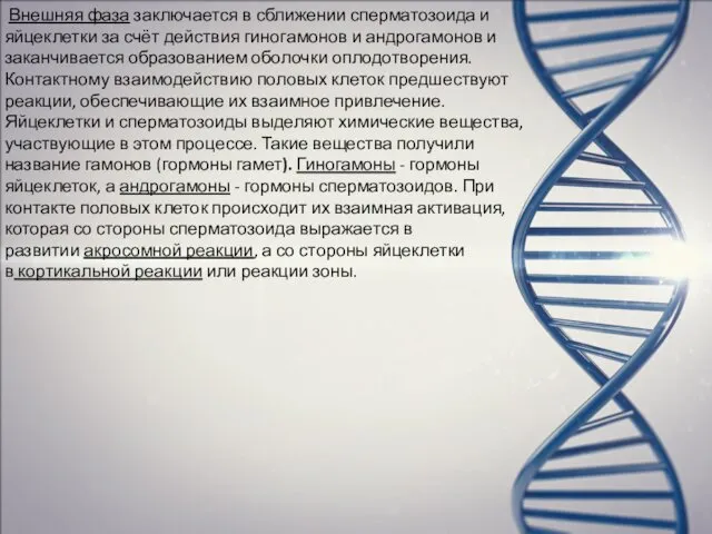 Внешняя фаза заключается в сближении сперматозоида и яйцеклетки за счёт действия