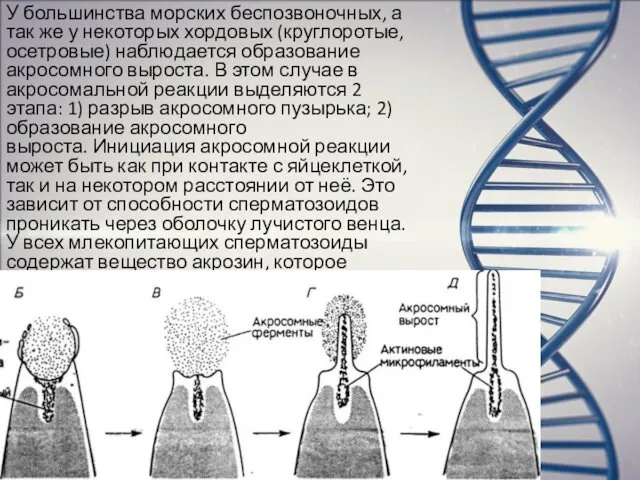 У большинства морских беспозвоночных, а так же у некоторых хордовых (круглоротые,