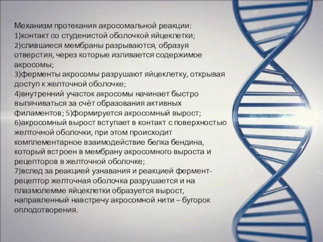 Механизм протекания акросомальной реакции: 1)контакт со студенистой оболочкой яйцеклетки; 2)слившиеся мембраны