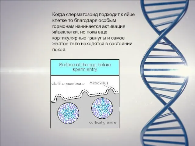 Когда сперматозоид подходит к яйце клетке то благодаря особым гормонам начинается