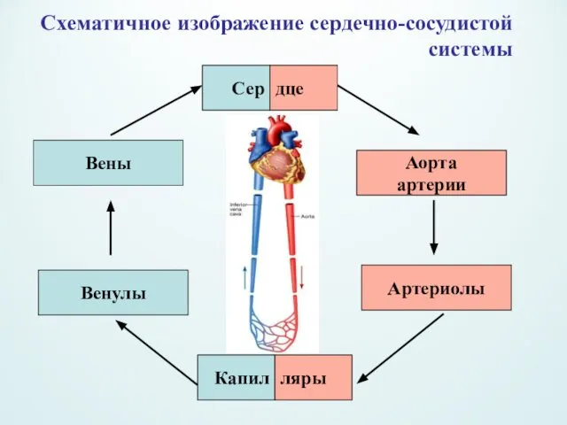 Схематичное изображение сердечно-сосудистой системы