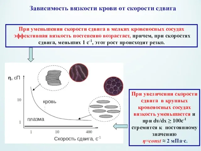 Зависимость вязкости крови от скорости сдвига При уменьшении скорости сдвига в