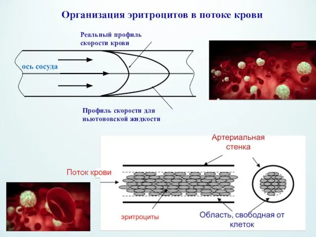 Организация эритроцитов в потоке крови