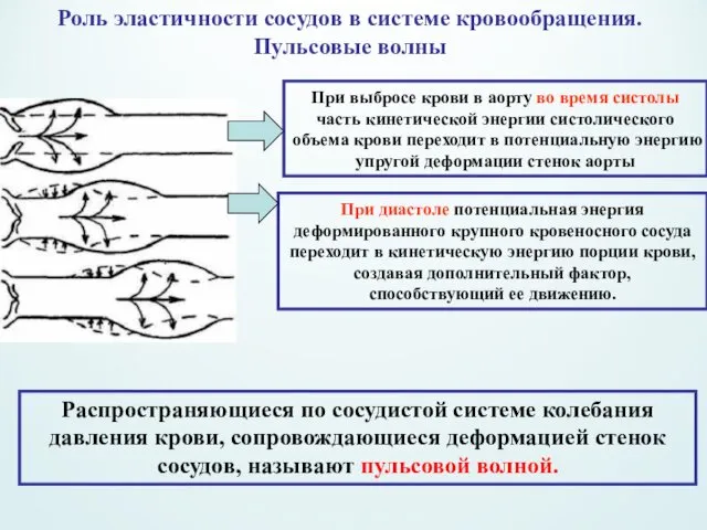 Роль эластичности сосудов в системе кровообращения. Пульсовые волны При выбросе крови