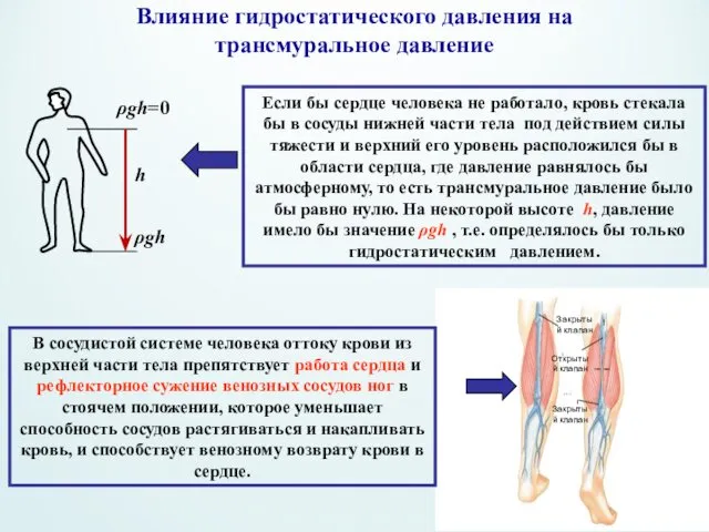 Влияние гидростатического давления на трансмуральное давление Если бы сердце человека не