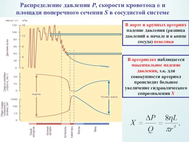 В аорте и крупных артериях падение давления (разница давлений в начале