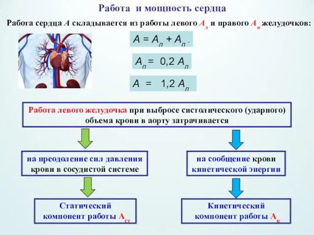 Работа и мощность сердца А = Ал + Ап . Работа