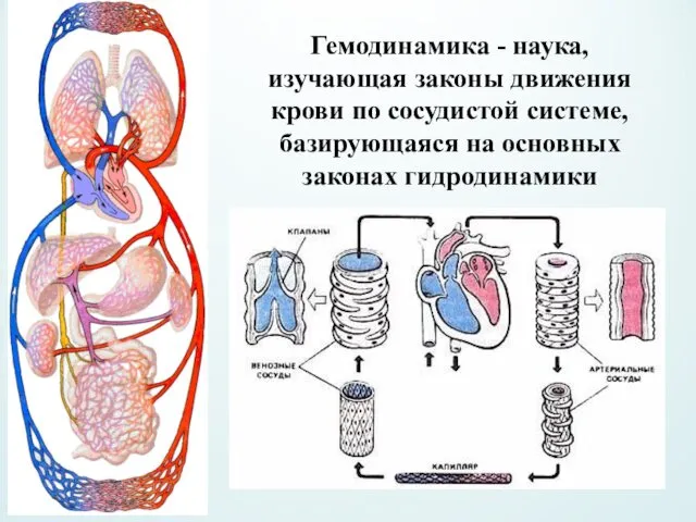 Гемодинамика - наука, изучающая законы движения крови по сосудистой системе, базирующаяся на основных законах гидродинамики