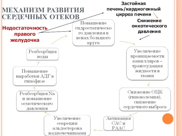 МЕХАНИЗМ РАЗВИТИЯ СЕРДЕЧНЫХ ОТЕКОВ Снижение онкотического давления Застойная печень/кардиогенный цирроз печени Недостаточность правого желудочка