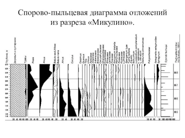 Спорово-пыльцевая диаграмма отложений из разреза «Микулино».