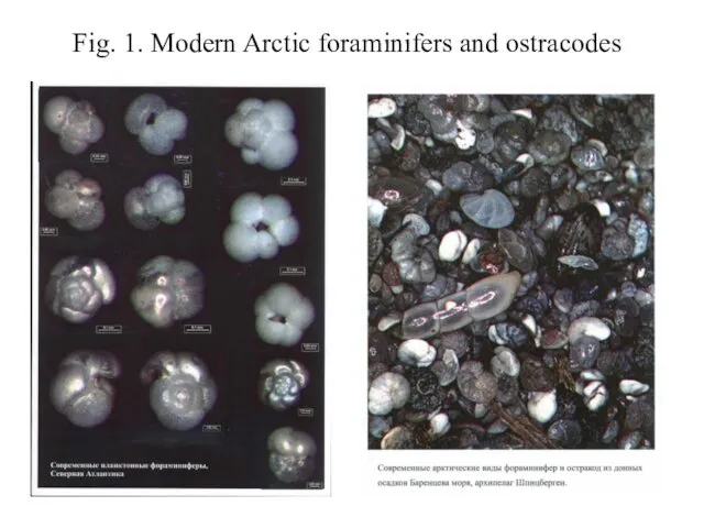 Fig. 1. Modern Arctic foraminifers and ostracodes