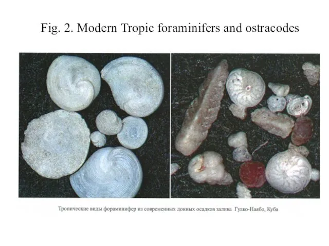 Fig. 2. Modern Tropic foraminifers and ostracodes