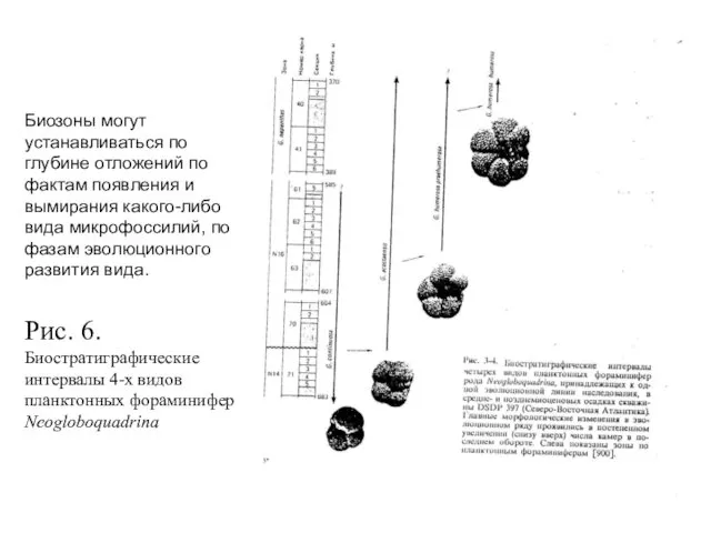 Биозоны могут устанавливаться по глубине отложений по фактам появления и вымирания