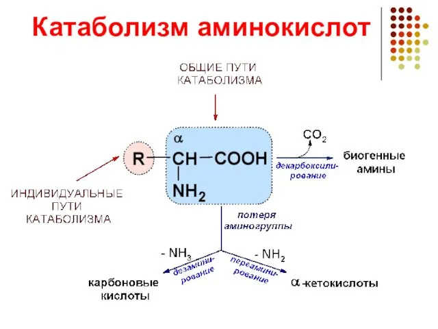 Катаболизм аминокислот