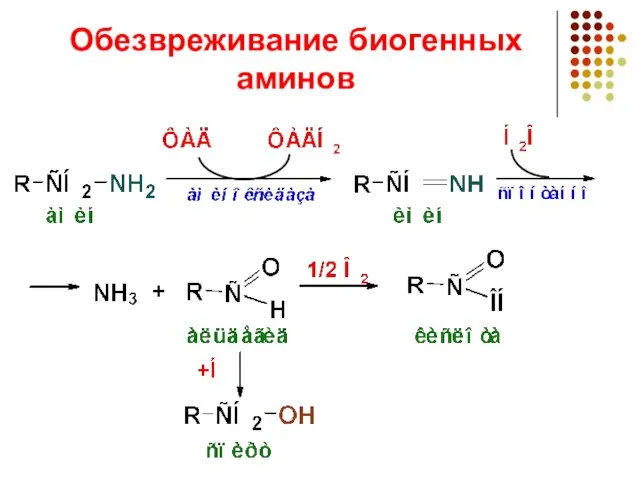 Обезвреживание биогенных аминов