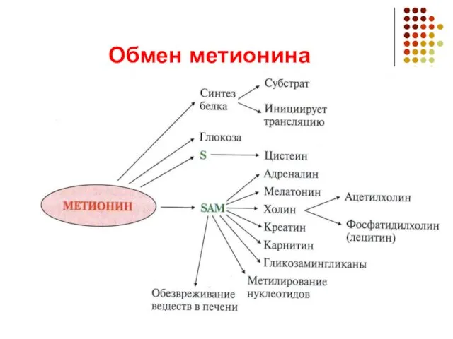 Обмен метионина