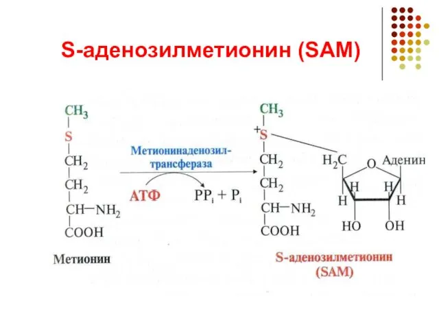 S-аденозилметионин (SAМ)