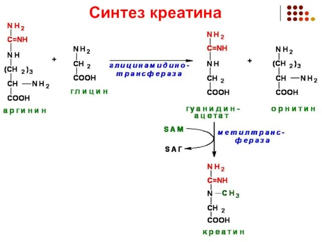 Синтез креатина