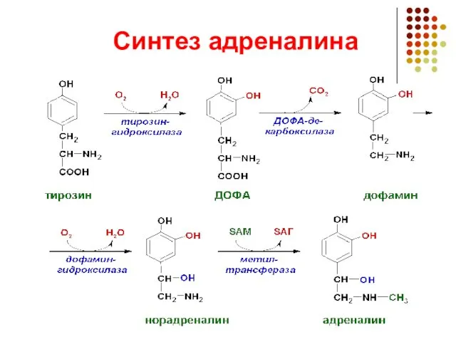 Синтез адреналина