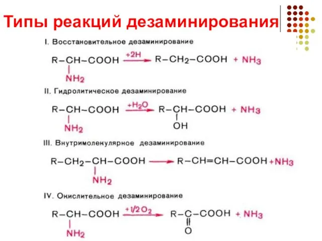 Типы реакций дезаминирования