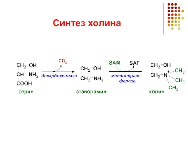 Синтез холина