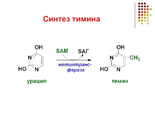 Синтез тимина