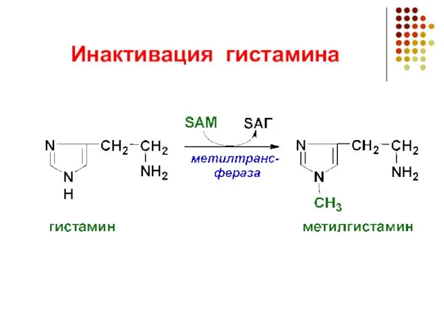 Инактивация гистамина