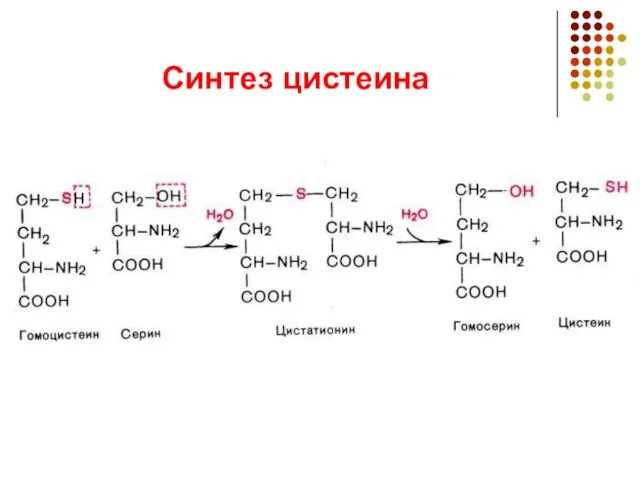 Синтез цистеина