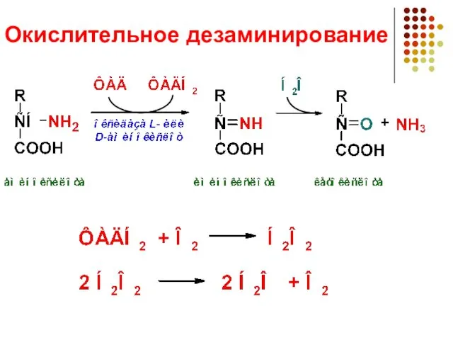 Окислительное дезаминирование