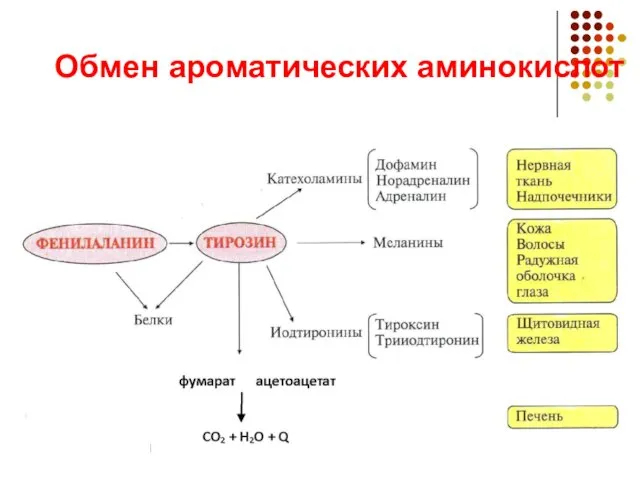 Обмен ароматических аминокислот