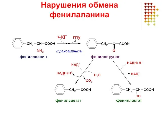 Нарушения обмена фенилаланина