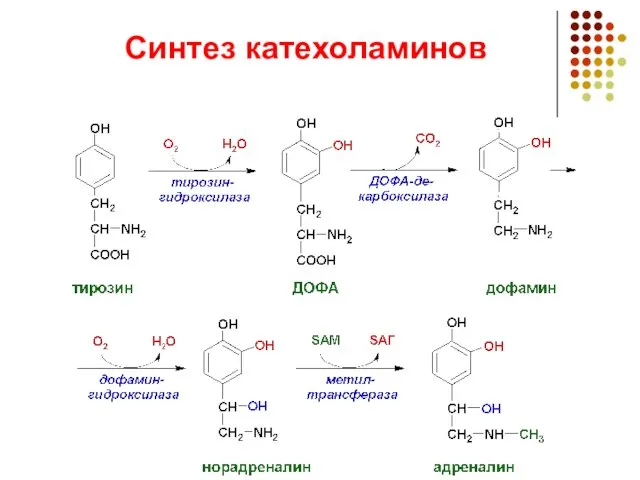 Синтез катехоламинов