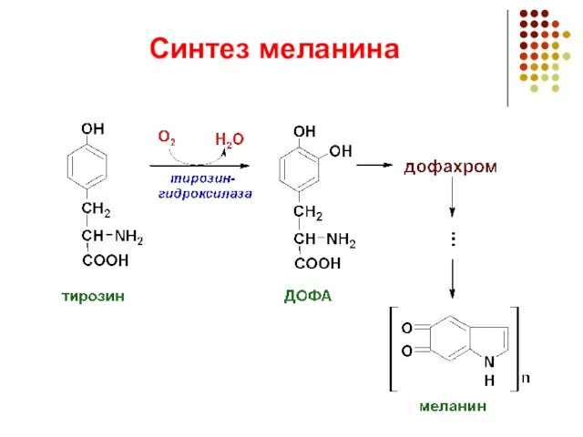 Синтез меланина