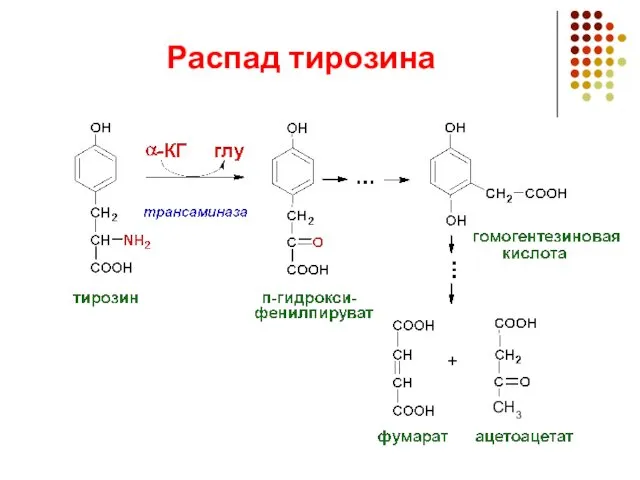 Распад тирозина СН3