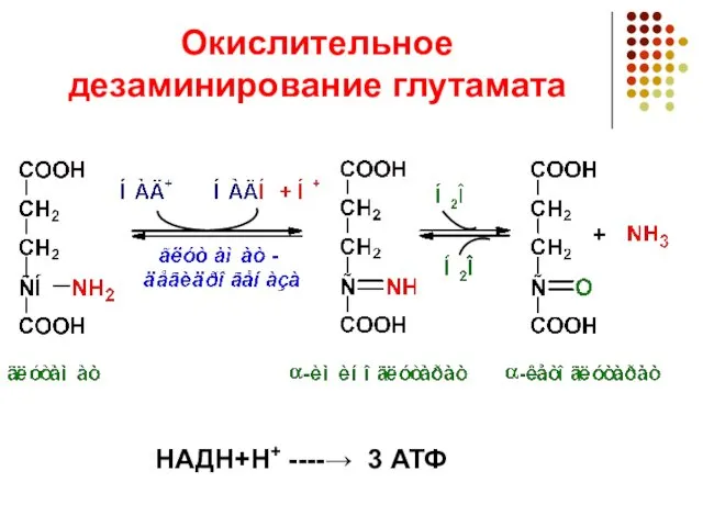 Окислительное дезаминирование глутамата НАДН+Н+ ----→ 3 АТФ