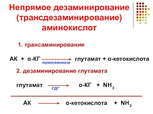 Непрямое дезаминирование (трансдезаминирование) аминокислот АК α-кетокислота + NH3 1. трансаминирование АК