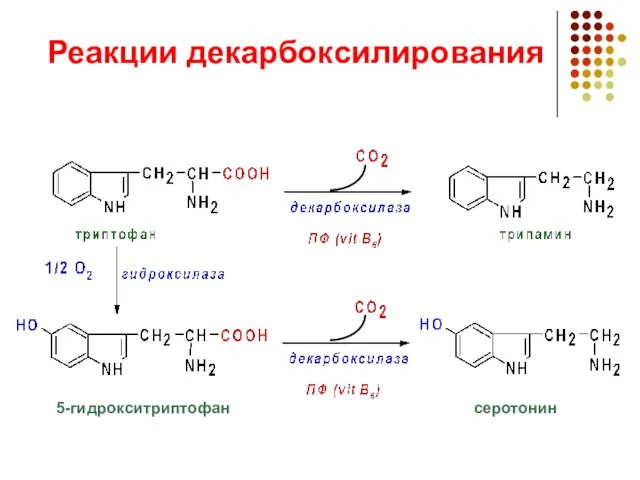 Реакции декарбоксилирования 5-гидрокситриптофан серотонин