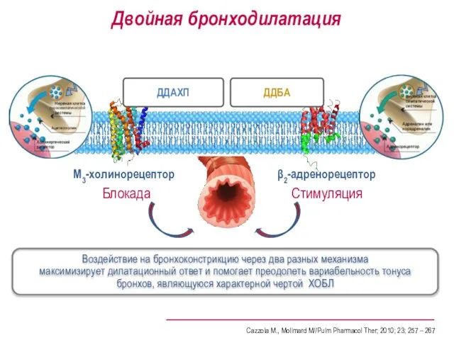 ДДАХП ДДБА β2-адренорецептор Блокада Стимуляция Двойная бронходилатация M3-холинорецептор Воздействие на бронхоконстрикцию