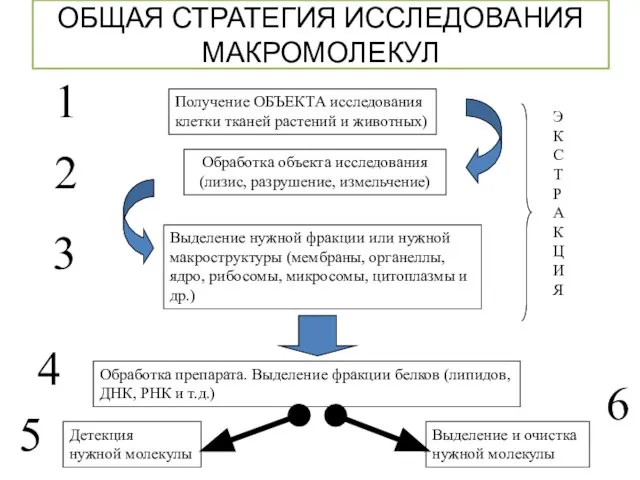 ОБЩАЯ СТРАТЕГИЯ ИССЛЕДОВАНИЯ МАКРОМОЛЕКУЛ Получение ОБЪЕКТА исследования клетки тканей растений и