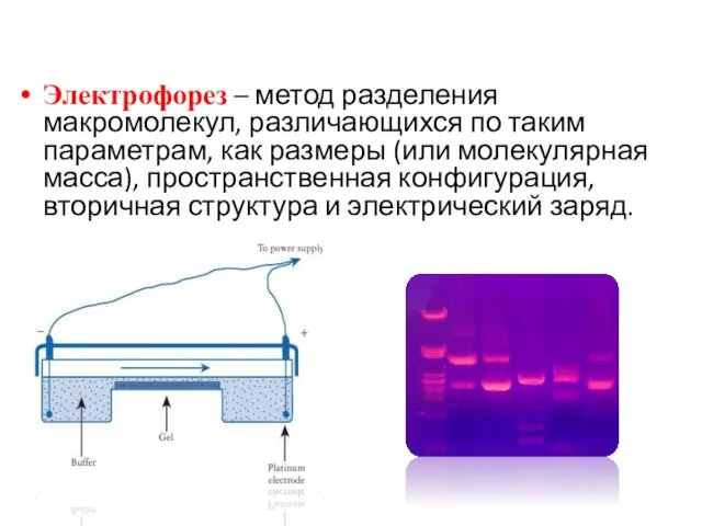 Электрофорез – метод разделения макромолекул, различающихся по таким параметрам, как размеры