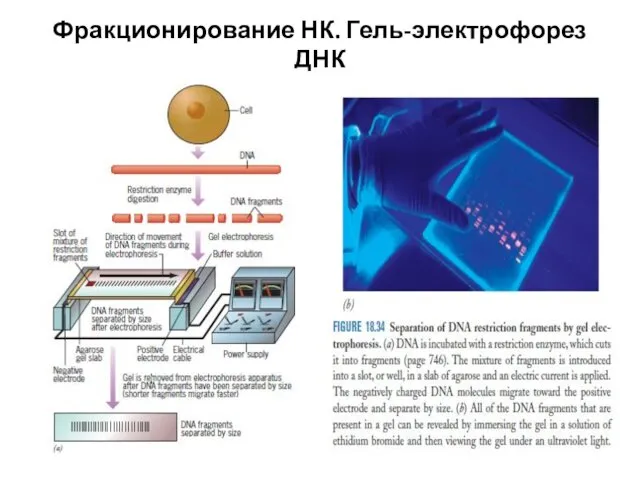 Фракционирование НК. Гель-электрофорез ДНК