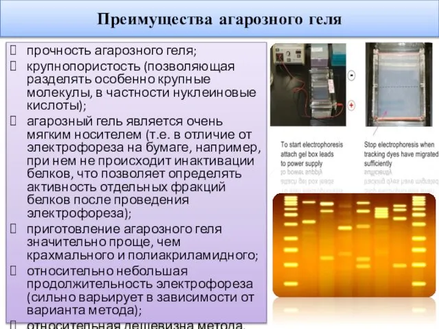 Преимущества агарозного геля прочность агарозного геля; крупнопористость (позволяющая разделять особенно крупные